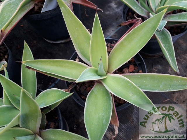 Agave angustifolia var marginata dm15cm - BIO